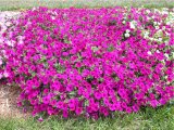Hạt giống hoa Triệu Chuông màu hồng - FCBC001 Deep Pink  - gói 50 hạt ( mới) 